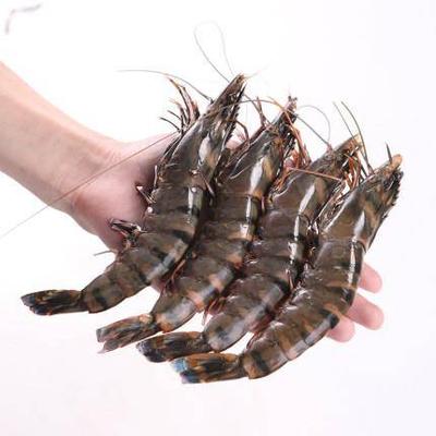 黑虎虾 带头 去头